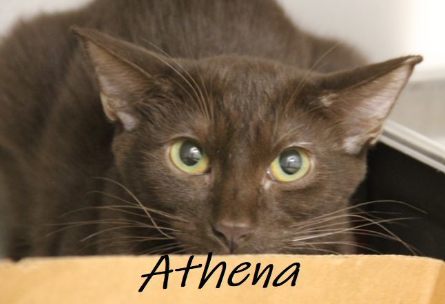 Adopt a friend: Athena